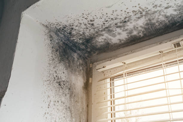 Affordable Hvac And Air Duct Mold Remediation solutions in Comstock Park, MI
